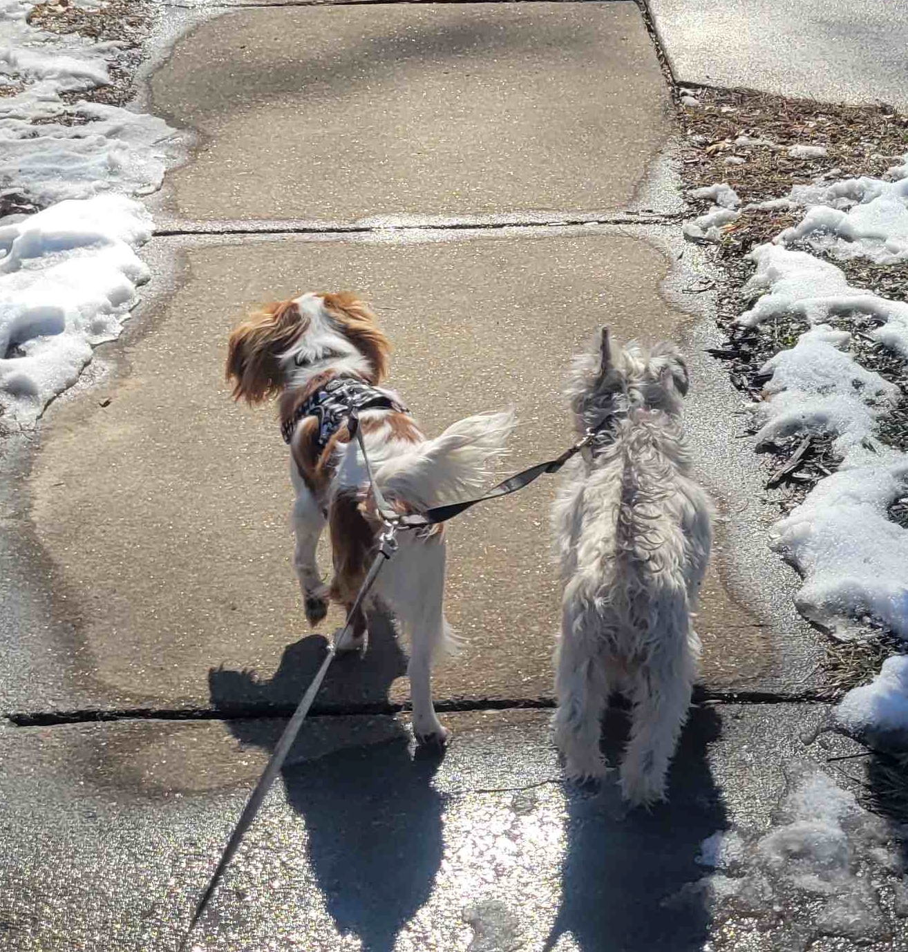 2025-02-23 Tandem dog lead.jpg